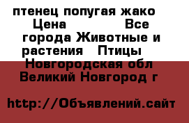 птенец попугая жако  › Цена ­ 60 000 - Все города Животные и растения » Птицы   . Новгородская обл.,Великий Новгород г.